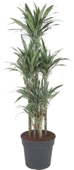 Drakenbloedboom (Dracaena Fragrans 'Warneckei') D 31 H 140 Cm