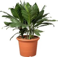 Bergpalm (Chamaedorea Metallica ) D 30 H 65 Cm