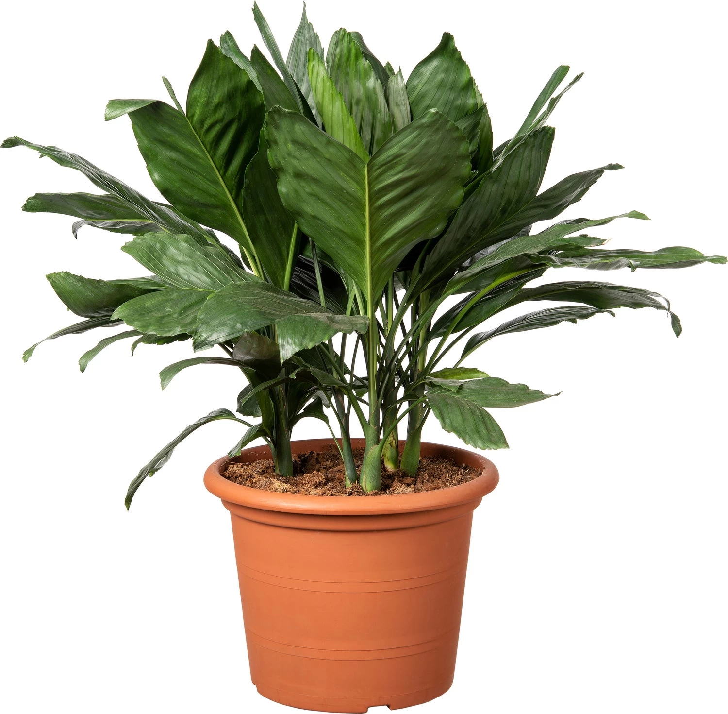 Bergpalm (Chamaedorea Metallica ) D 30 H 65 Cm 1 Bergpalm (Chamaedorea Metallica ) D 30 H 65 Cm