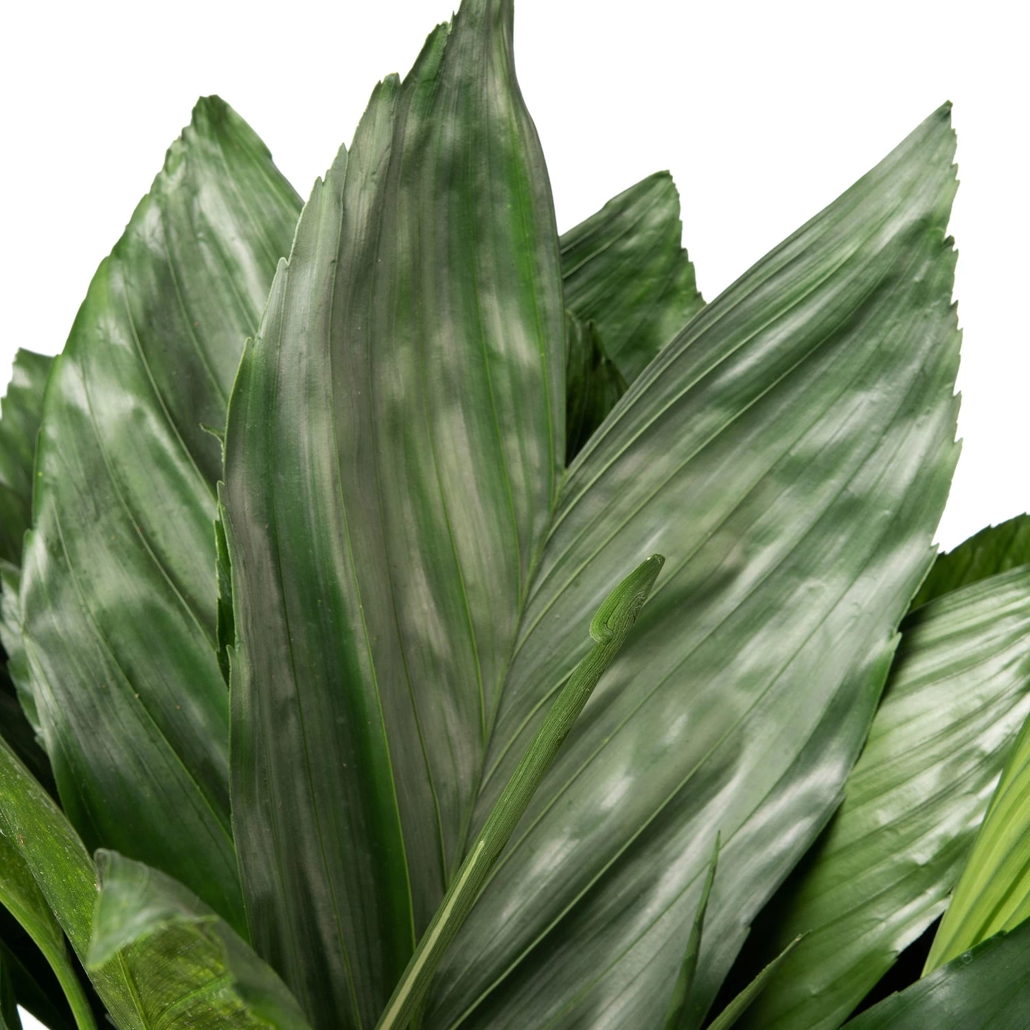 Bergpalm (Chamaedorea Metallica ) D 30 H 65 Cm 2 Bergpalm (Chamaedorea Metallica ) D 30 H 65 Cm - Afbeelding 2