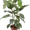 Afrikaanse Vijg (Ficus Bussei 'Floris') D 45 H 160 Cm