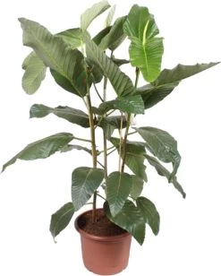 Afrikaanse Vijg (Ficus Bussei 'Floris') D 45 H 160 Cm