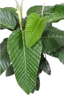 Afrikaanse Vijg (Ficus Bussei 'Floris') D 45 H 160 Cm -Kortingswinkel Voor Kamerplanten 8720196504985 2 1
