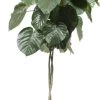 Afrikaanse Vijg Op Stam (Ficus Umbellata) D 45 H 170 Cm