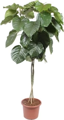 Afrikaanse Vijg Op Stam (Ficus Umbellata) D 45 H 170 Cm