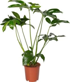Philodendron (Philodendron 'Fun Bun') D 24 H 100 Cm