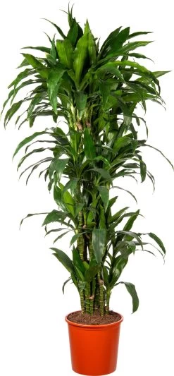 Drakenbloedboom (Dracaena Fragrans 'Janet Craig' ) D 27 H 150 Cm