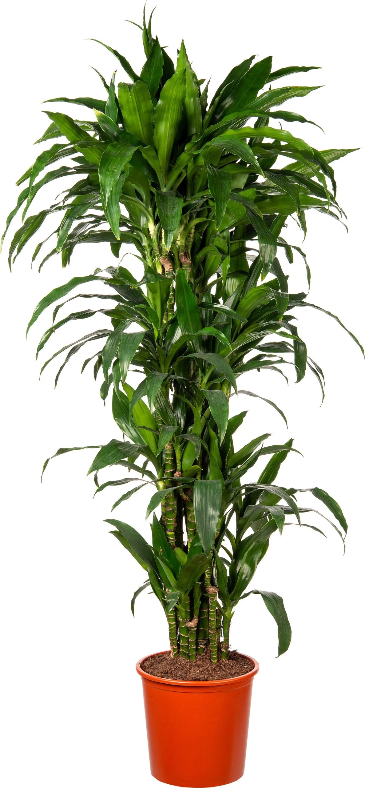 Drakenbloedboom (Dracaena Fragrans 'Janet Craig' ) D 27 H 150 Cm 1 Drakenbloedboom (Dracaena Fragrans 'Janet Craig' ) D 27 H 150 Cm