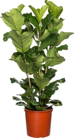 Vioolbladplant (Ficus Lyrata) D 45 H 180 Cm