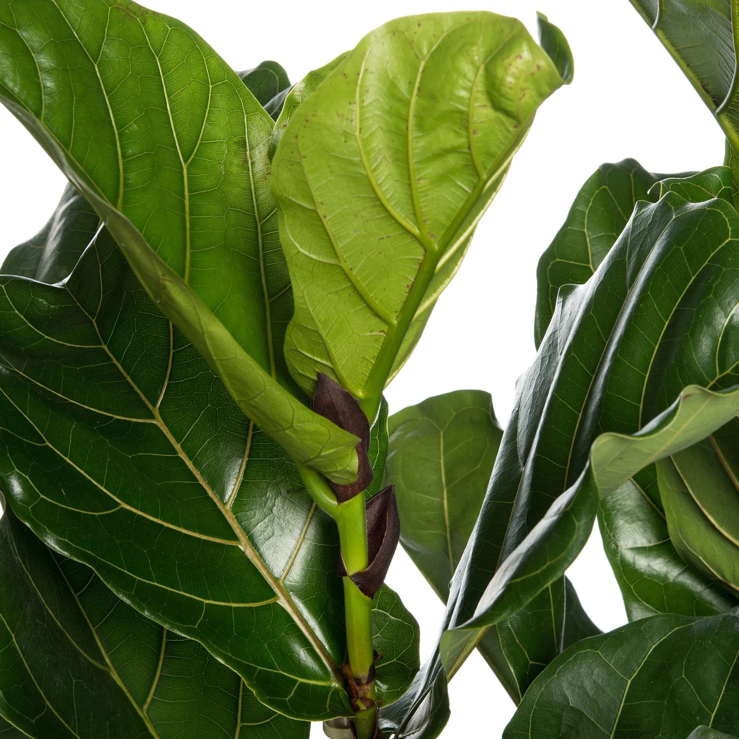Vioolbladplant (Ficus Lyrata) D 45 H 180 Cm 3 Vioolbladplant (Ficus Lyrata) D 45 H 180 Cm - Afbeelding 3