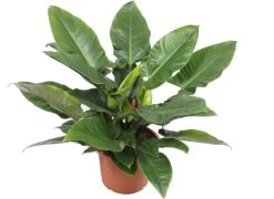 Philodendron (Philodendron 'Imperial Green') D 40 H 90 Cm
