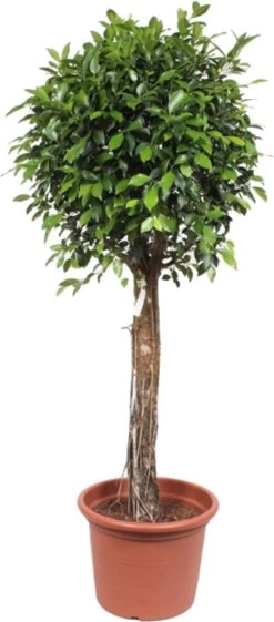 Vijgenboom Op Stam (Ficus Microcarpa 'Nitida') D 50 H 200 Cm