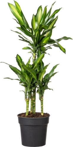 Drakenbloedboom (Dracaena Fragrans (D) 'Cintho') D 21 H 80 Cm