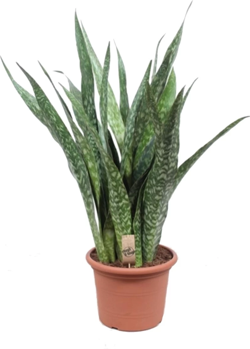 Vrouwentong (Sansevieria Trifasciata 'Jiboya') D 35 H 110 Cm 2 Vrouwentong (Sansevieria Trifasciata 'Jiboya') D 35 H 110 Cm - Afbeelding 2