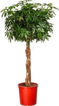 Vingersboom (Schefflera Arboricola ) D 34 H 160 Cm