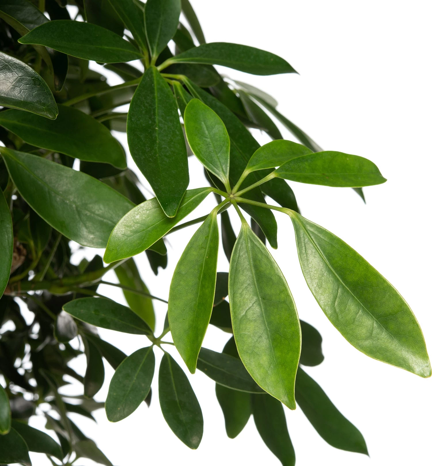 Vingersboom (Schefflera Arboricola ) D 34 H 160 Cm 2 Vingersboom (Schefflera Arboricola ) D 34 H 160 Cm - Afbeelding 2