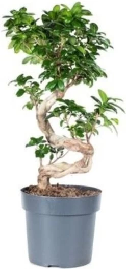 Vijgenboom (Ficus Microcarpa) D 24 H 75 Cm