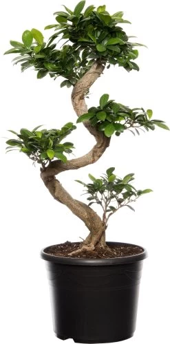 Chinese Vijg (Ficus Microcarpa ) D 27 H 140 Cm