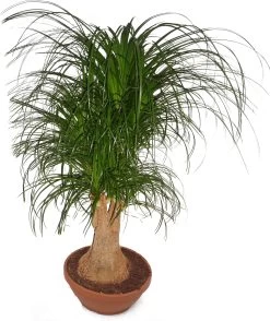 Olifantsvoet Vertakt (Beaucarnea Recurvata) D 40 H 100 Cm