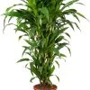 Drakenbloedboom (Dracaena Fragrans 'Janet Craig' ) D 24 H 110 Cm