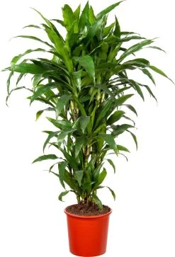 Drakenbloedboom (Dracaena Fragrans 'Janet Craig' ) D 24 H 110 Cm