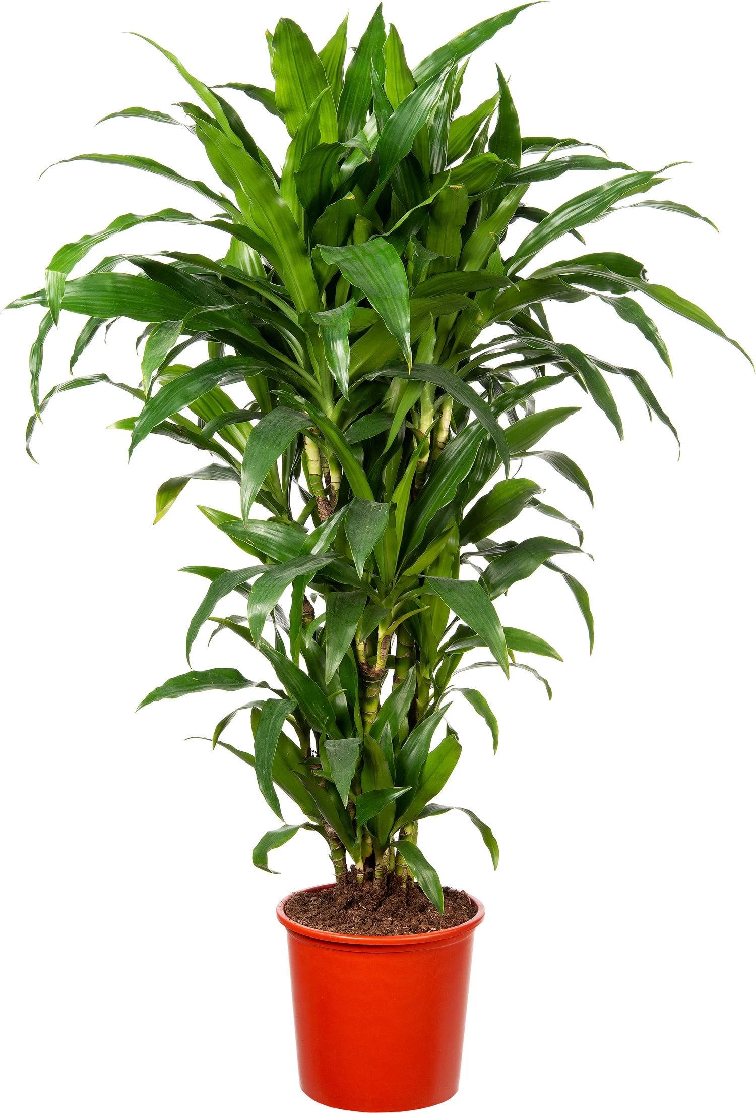 Drakenbloedboom (Dracaena Fragrans 'Janet Craig' ) D 24 H 110 Cm 1 Drakenbloedboom (Dracaena Fragrans 'Janet Craig' ) D 24 H 110 Cm