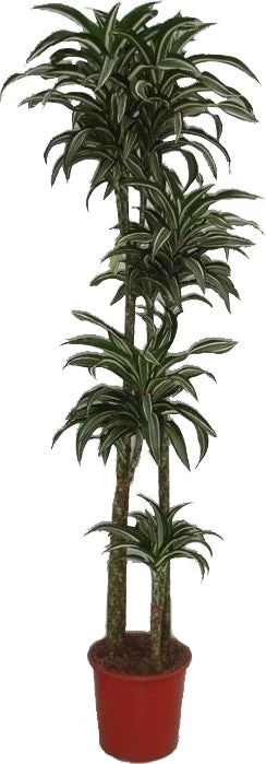 Drakenbloedboom (Dracaena Fragrans 'Jade Jewel') D 27 H 170 Cm