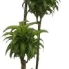 Drakenbloedboom (Dracaena Fragrans (C) 'Lemon Surprise') D 27 H 170 Cm