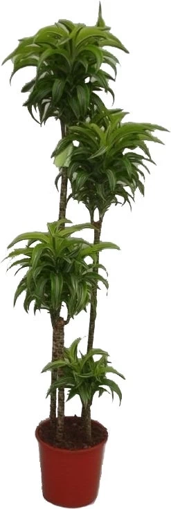 Drakenbloedboom (Dracaena Fragrans (C) 'Lemon Surprise') D 27 H 170 Cm