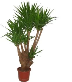 Yucca Vertakt (Yucca Elephantipes) D 40 H 200 Cm