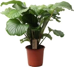 Calathea (Calathea Gemengd) D 21 H 55 Cm