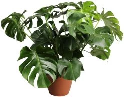 Gatenplant (Monstera Delicioisa) D 36 H 80 Cm