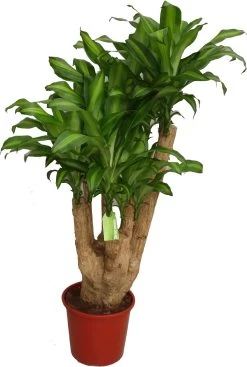 Drakenbloedboom (Dracaena Fragrans 'Massangeana') D 32 H 140 Cm