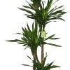 Drakenbloedboom (Dracaena Fragrans 'Riki') D 27 H 170 Cm