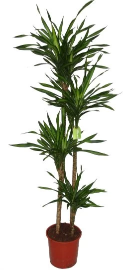 Drakenbloedboom (Dracaena Fragrans 'Riki') D 27 H 170 Cm
