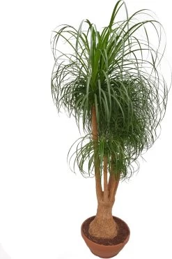 Olifantsvoet Vertakt (Beaucarnea Recurvata) D 45 H 180 Cm