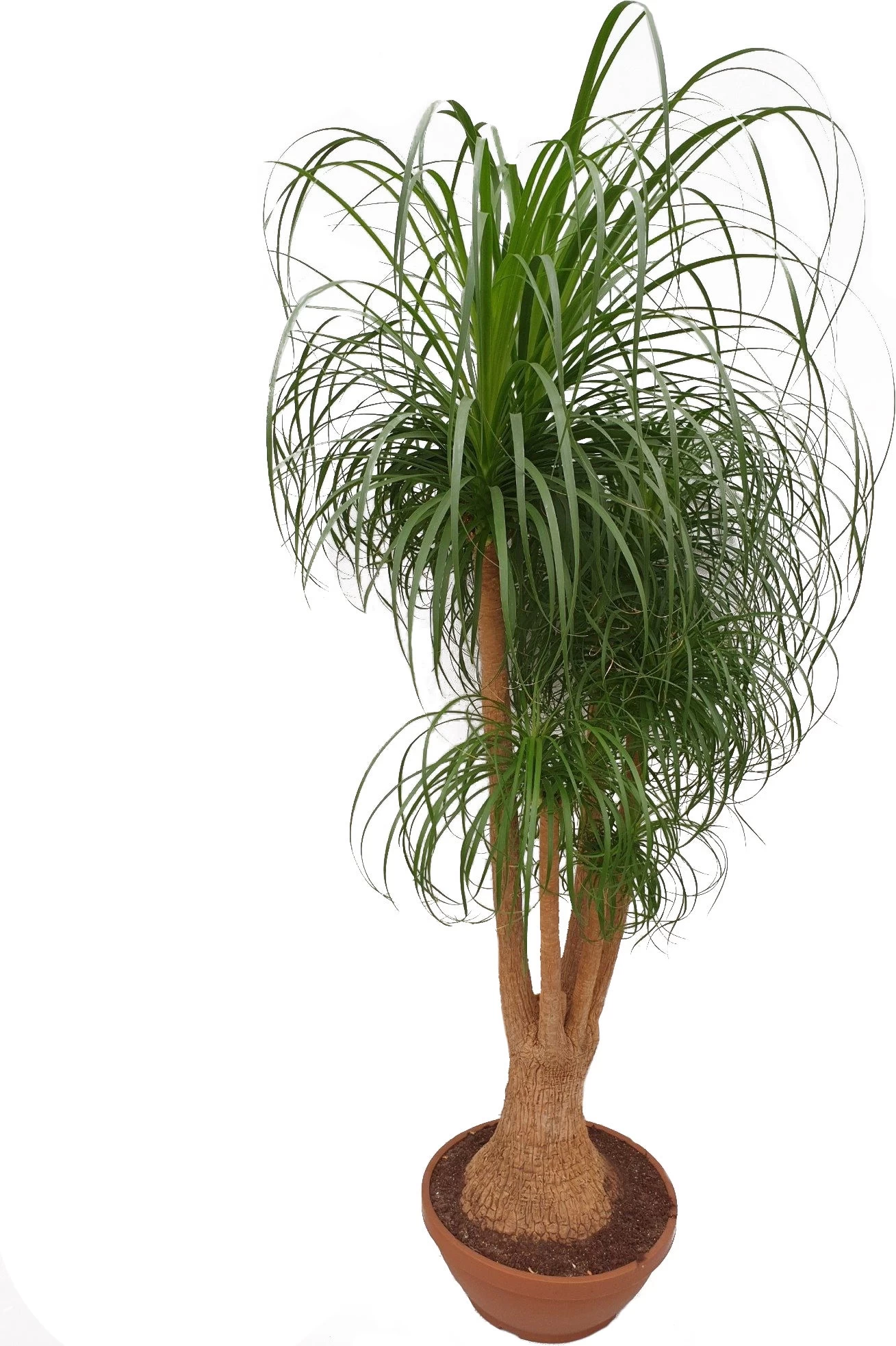 Olifantsvoet Vertakt (Beaucarnea Recurvata) D 45 H 180 Cm 1 Olifantsvoet Vertakt (Beaucarnea Recurvata) D 45 H 180 Cm