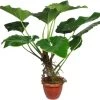 Philodendron (Philodendron 'Giganteum') D 35 H 125 Cm