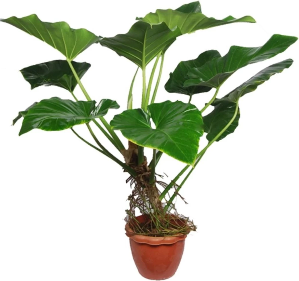 Philodendron (Philodendron 'Giganteum') D 35 H 125 Cm 1 Philodendron (Philodendron 'Giganteum') D 35 H 125 Cm