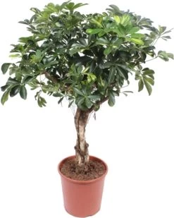 Vingersboom Op Stam (Schefflera Arboricola 'Gold Capella') D 30 H 130 Cm