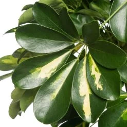 Vingersboom Op Stam (Schefflera Arboricola 'Gold Capella') D 30 H 130 Cm -Kortingswinkel Voor Kamerplanten 8720196507528 2 1