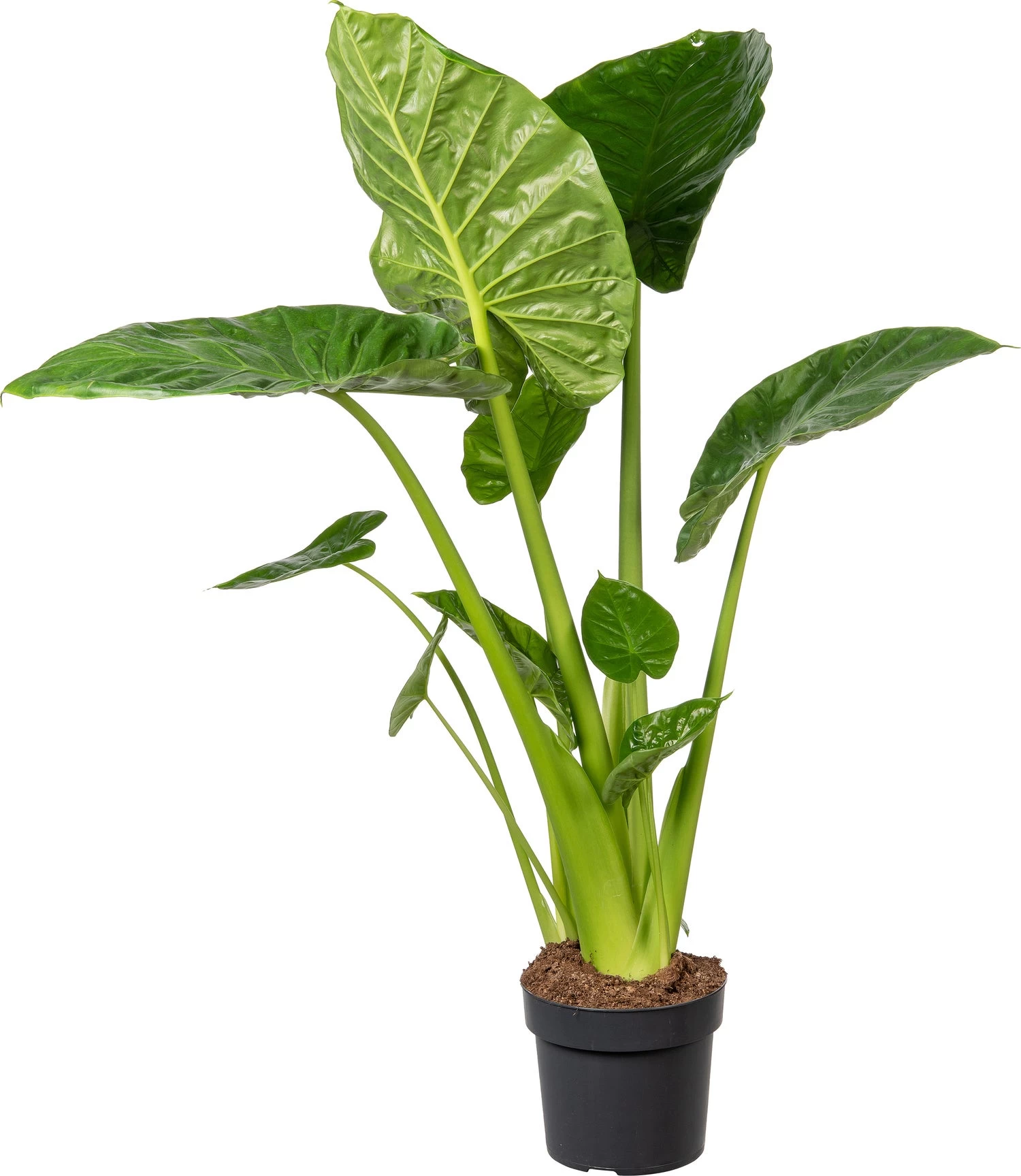 Olifantsoor (Alocasia 'Calidora') D 24 H 100 Cm 1 Olifantsoor (Alocasia 'Calidora') D 24 H 100 Cm