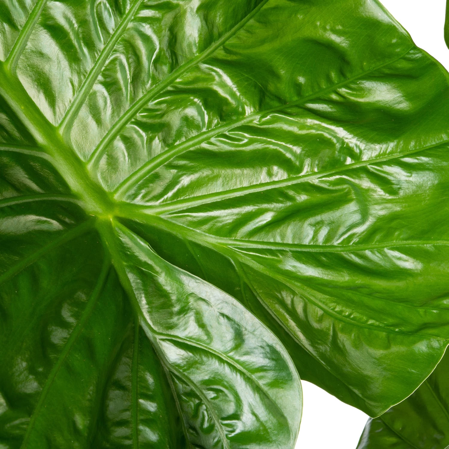 Olifantsoor (Alocasia 'Calidora') D 24 H 100 Cm 2 Olifantsoor (Alocasia 'Calidora') D 24 H 100 Cm - Afbeelding 2