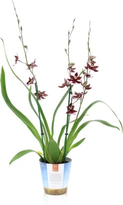 Cambria-orchidee (Cambria) D 17 H 75 Cm -Kortingswinkel Voor Kamerplanten 8720196509478 3