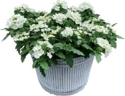 Intratuin Arrangement Zomerbloeiers In Schaal D 28 H 40 Cm