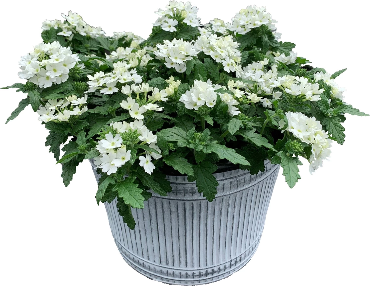 Intratuin Arrangement Zomerbloeiers In Schaal D 28 H 40 Cm