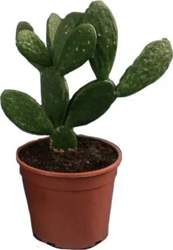 Schijfcactus (Opuntia Mycrodasys) D 17 H 30 Cm