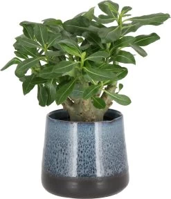 Woestijnroos (Adenium 'Ansu Baobab') D 12 H 15 Cm