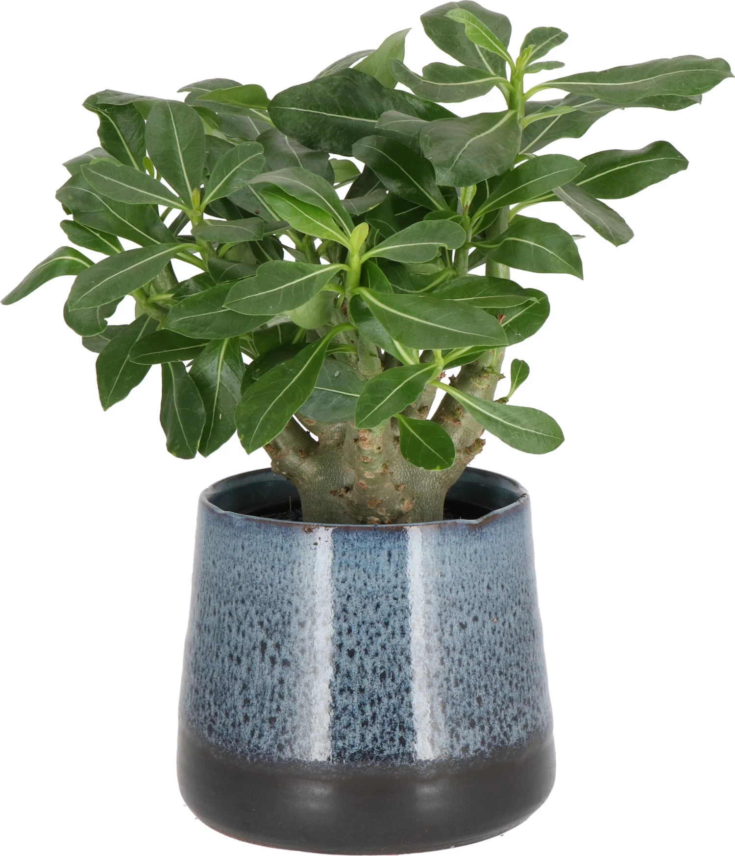 Woestijnroos (Adenium 'Ansu Baobab') D 12 H 15 Cm 1 Woestijnroos (Adenium 'Ansu Baobab') D 12 H 15 Cm