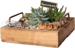 Intratuin Arrangement Succulent Op Houten Dienblad D 26 H 14 Cm